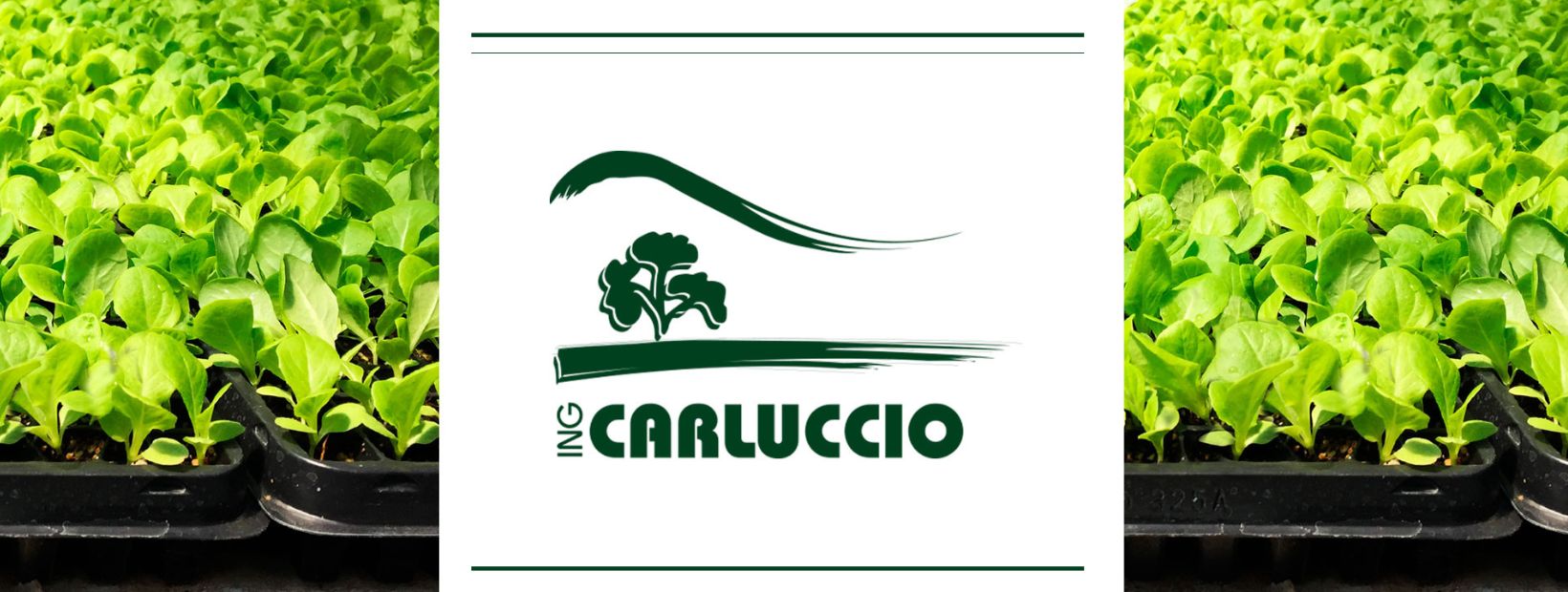 Ing. Carluccio