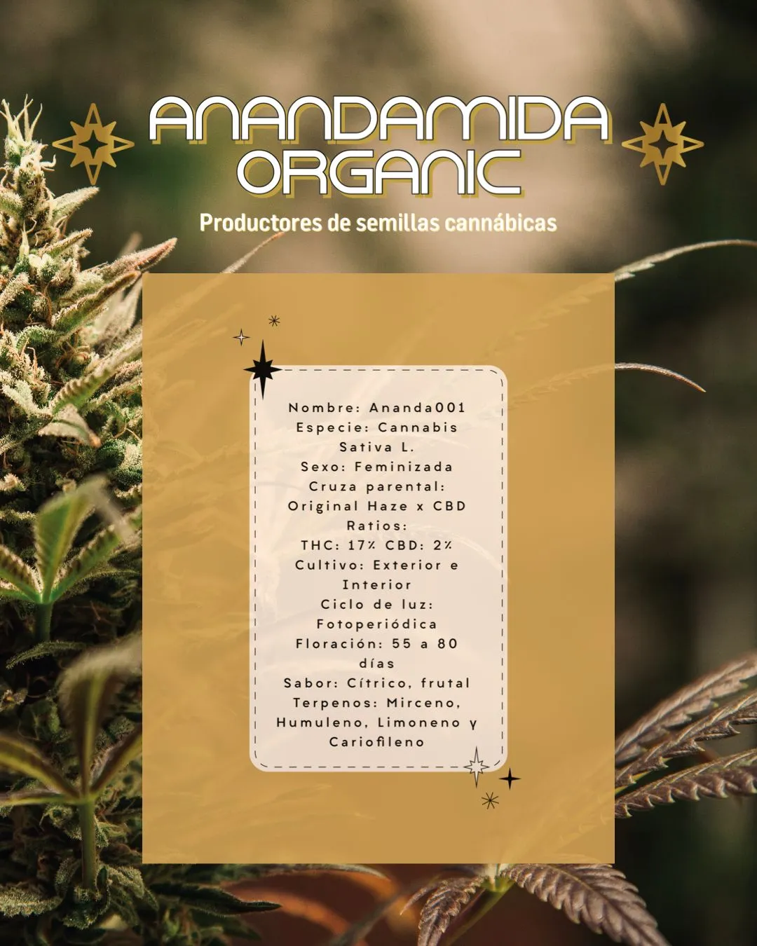 ANANDA001 de ANANDAMIDA