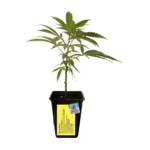 Guaraní Feminizado – Yacaré Genetics (Moby Dick × Haze)