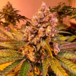 Tropicana WFC Feminizada – Sweed Lab - Imagen 2