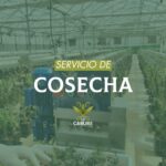 Servicio de Cosecha - Le Cabure