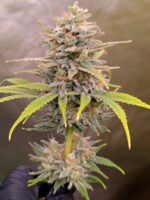 Esqueje 9001 – Kameseeds - Imagen 2