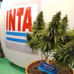 Cannawine INTA-ACCS - CBD
