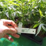 Cannawine INTA-ACCS - CBD - Imagen 4