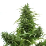 Cannawine INTA-ACCS - CBD - Imagen 6