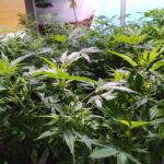 Cannawine INTA-ACCS - CBD - Imagen 3