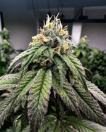 Semillas Feminizadas Purple Karma x3 – Billy Seeds - Imagen 2