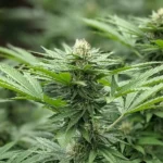 Aromito - CBD - Imagen 2