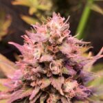 Ananda001 Feminizada – Original Haze x CBD - Imagen 3