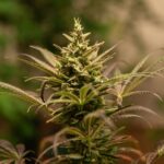 Ananda001 Feminizada – Original Haze x CBD - Imagen 2