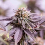 Choco OG Feminizada – Chocolate Mint OG x Chocolope - Imagen 3