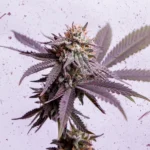 Choco OG Feminizada – Chocolate Mint OG x Chocolope - Imagen 2