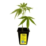 Fancy Gummy Feminizado – R‑Kiem Seeds