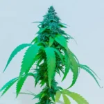 Malvina Feminizada – Cannabis Sativa L. CONICET - Imagen 2
