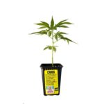 Craig Feminizado – Yeruti Seeds (Destroyer × Skunk #1)