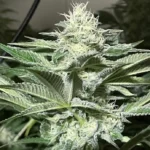 Craig x4 Yeruti – Destroyer x Skunk #1 - Imagen 2