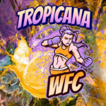 Tropicana WFC Feminizado – Sweed Lab - Imagen 4