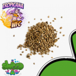 Tropicana WFC Feminizada – Sweed Lab - Imagen 5