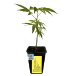 Dr West Feminizado – Arkham Genetics (Esqueje CBD)