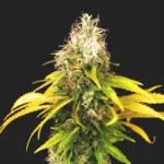 Dr West Feminizado – Arkham Genetics (Esqueje CBD) - Imagen 2