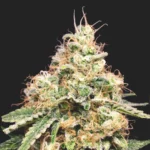 Dr West Feminizado – Arkham Genetics (Esqueje CBD) - Imagen 3