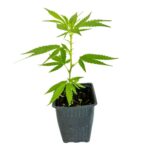 Esqueje 9001 – Kameseeds