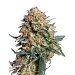 Guaraní Feminizada – Moby Dick x Haze (80% Sativa) - Imagen 3