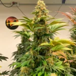 Esqueje Egypto Feminizado – Lemon Skunk × Super Lemon Haze - Imagen 2