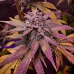 Matrona Feminizada – UBC Chemo x Damney Blue x Chocolate Rain - Imagen 3