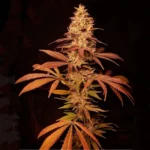 Matrona Feminizada – UBC Chemo x Damney Blue x Chocolate Rain - Imagen 2