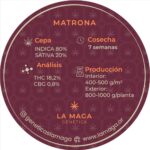 Matrona Feminizada – UBC Chemo x Damney Blue x Chocolate Rain - Imagen 5