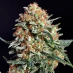Polaris - Imagen 3