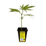 Purple Karma Feminizado – Billy Seeds