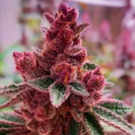 Fancy Gummy Feminizado – R‑Kiem Seeds - Imagen 2