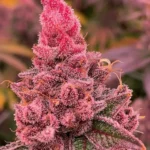 Fancy Gummy Feminizado – R‑Kiem Seeds - Imagen 3