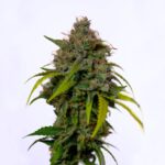 Santanesia Feminizada – Santa María F8 x Amnesia Haze - Imagen 4