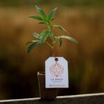 Santanesia Feminizado – Santa María F8 x Amnesia Haze (La Maga)