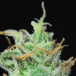 Santanesia Feminizada – Santa María F8 x Amnesia Haze - Imagen 3