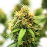 Santanesia Feminizada – Santa María F8 x Amnesia Haze - Imagen 2