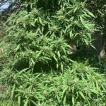 Santanesia Feminizado – Santa María F8 x Amnesia Haze (La Maga) - Imagen 3