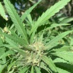 Santanesia Feminizada – Santa María F8 x Amnesia Haze - Imagen 5