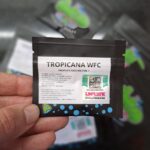 Tropicana WFC Feminizada – Sweed Lab - Imagen 3