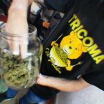 Remeras Cannabicas - Tricoma Clothes - Imagen 6
