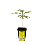 Tropicana WFC Feminizado – Sweed Lab