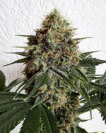 SATÉLITE Feminizada – Semillero Loco x5 + 1 - Imagen 3