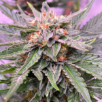 Gorilla Runtz Auto – Yerutí Seeds x4 - Imagen 2