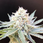 Skunk #1 Auto – Yerutí Seeds x4 - Imagen 2
