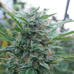 9001 Feminizada – Kame Seeds x3 - Imagen 2