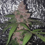Gorilla Glue Auto – Yerutí Seeds x4 - Imagen 2